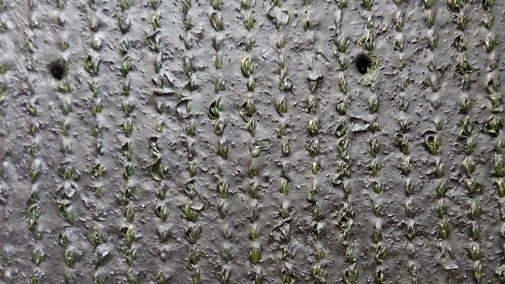 Искусственная трава Oryzon Erba (Высота ворса 20 мм) изображение 7